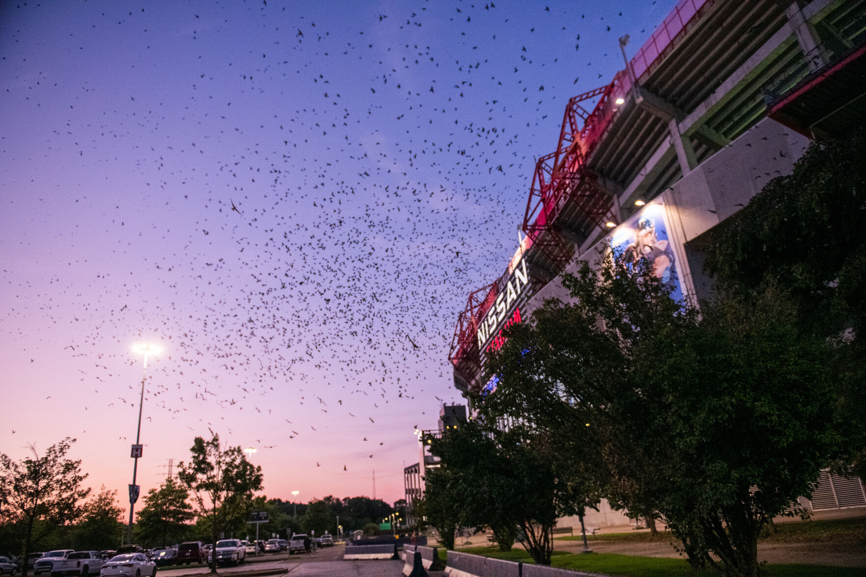 Slideshow: Purple Martins Roost Near Nissan Stadium